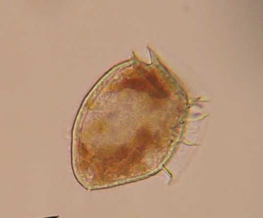 Dinophysis Norwegica