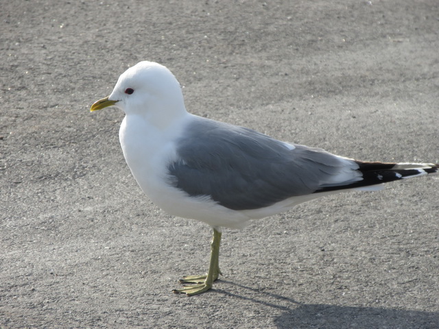 Fiskemke