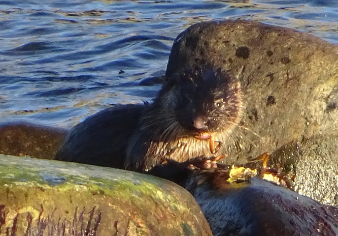 Oter spiser strandkrabbe