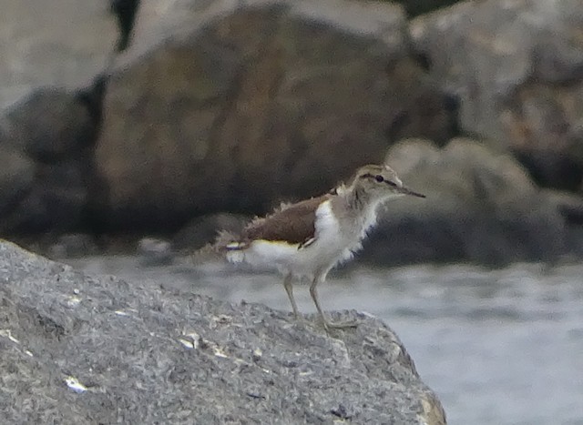 Strandsnipe
