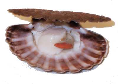 pne kamskjell