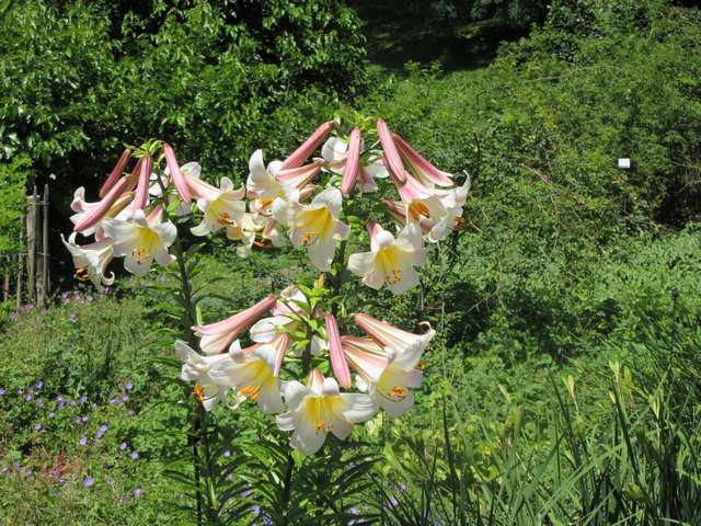 blomster