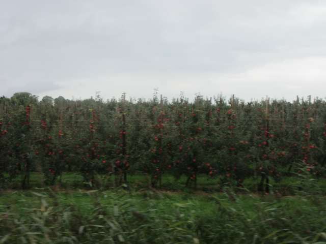 epler