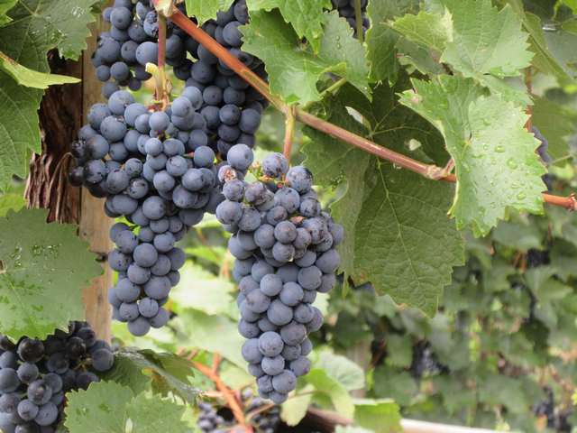 Vindruer