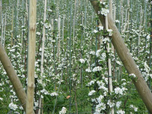 Blmstring i Hardanger