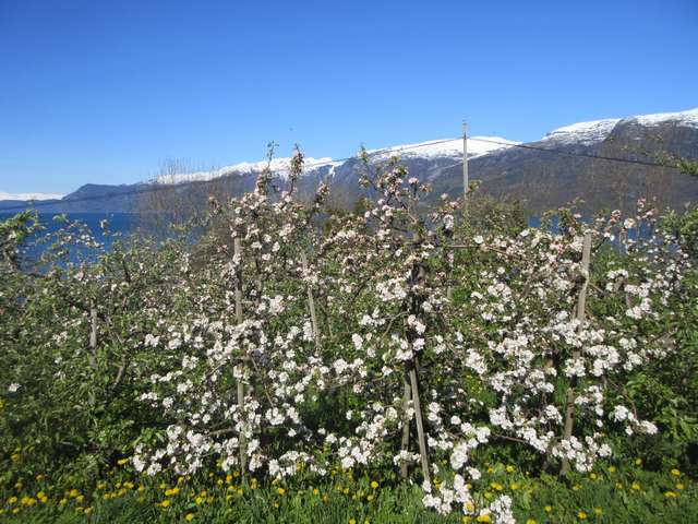 Blomstring i Hardanger
