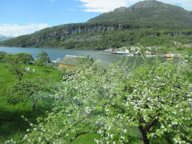 Blomstring