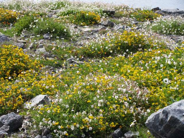 Blomster