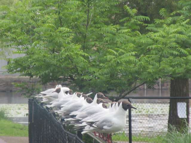 Hettem�ker i Arvika