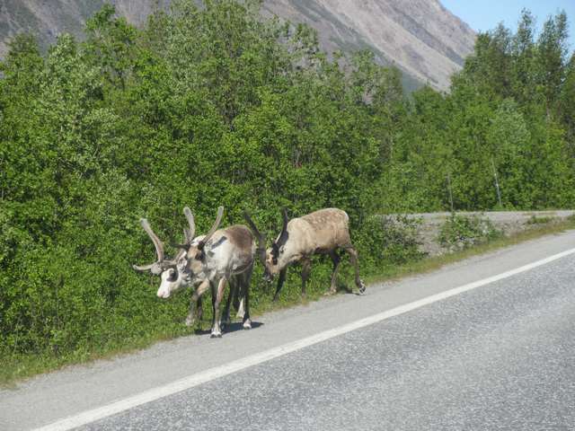 Reinsdyr i vegen