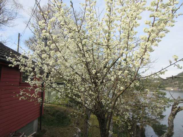 Blomstrende plommetre