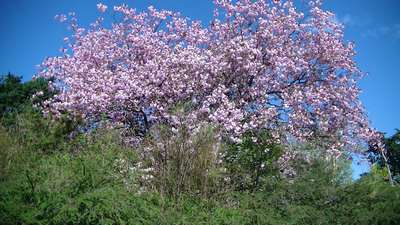 Blomstring i Hardanger