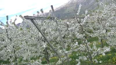 Blomstring i Hardanger