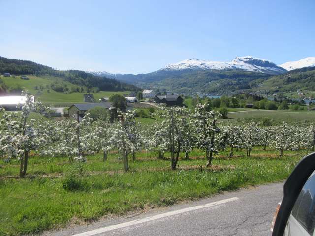Blomstring av eple i Ulvik i Hardanger
