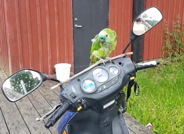 Papeg�ye  p� moped