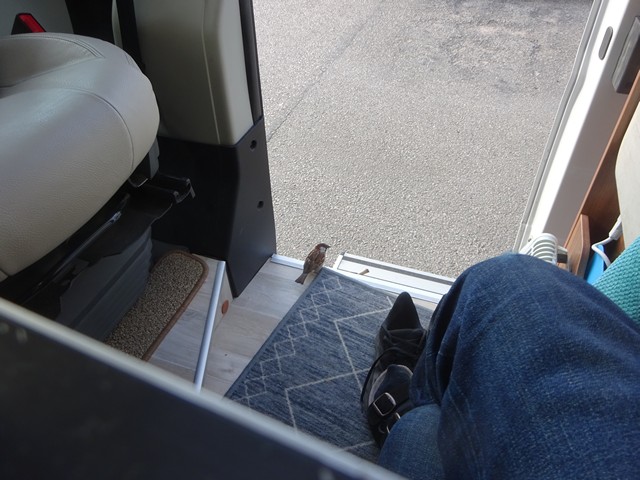 Gr�spurv p� bes�k i bobilen