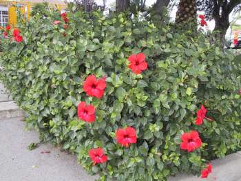 blomster