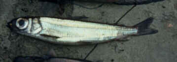 Vassild