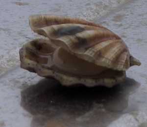 Kamskjell