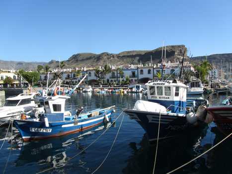 Fiskebter i Puerto Mogan