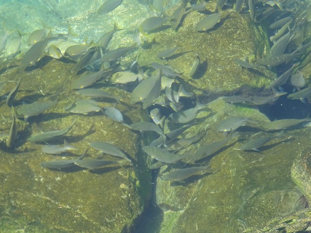 Fisker i vannet i havnen i Puerto Mogan