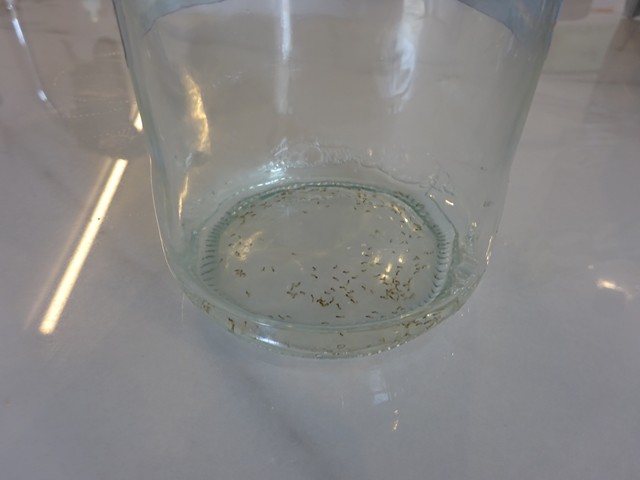 Maur fanget p� kj�kkenbenken p� Servatur Hartaguna