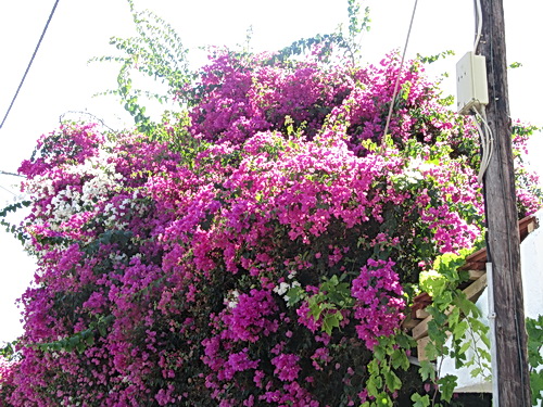 Blomster