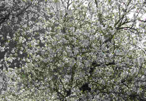Blomstring
