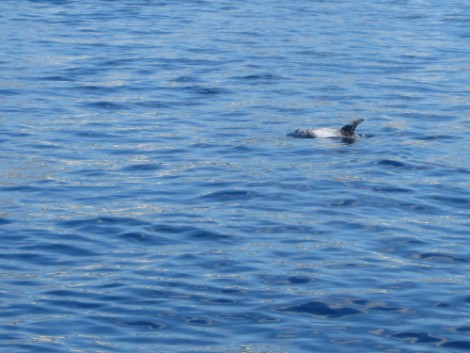 Delfin