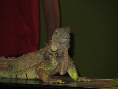 Guana