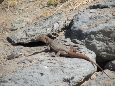 Reptil