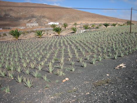 Alovera plantasje og fabrikk