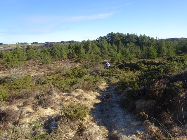 p en smal sti gjennom skogen