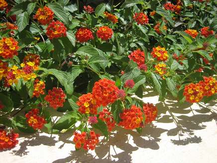blomster