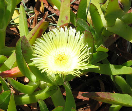 Blomster