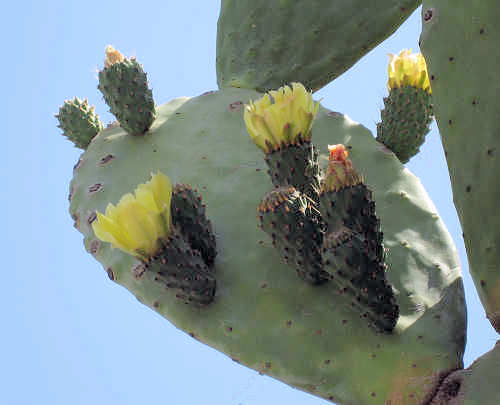 Blomster
