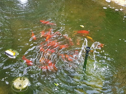 Gullfisk og skilpadder p� El Velero Playa