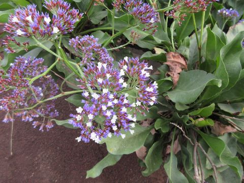Botanisk hage