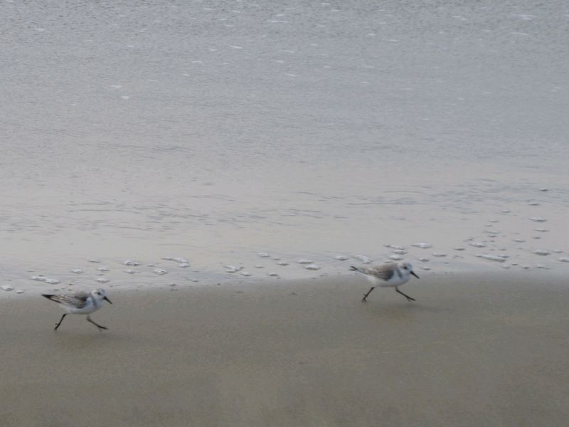Fugler p stranden