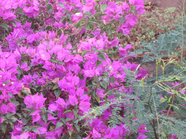 blomster