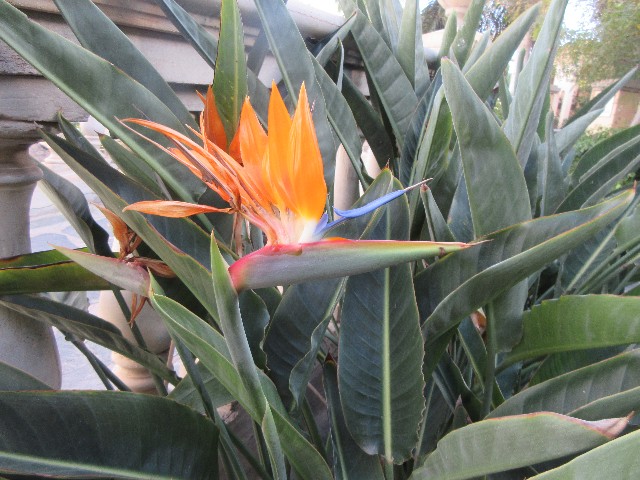 Papegyeblomst