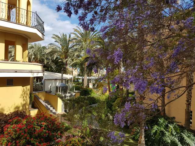 Hagen p Palm Oasis