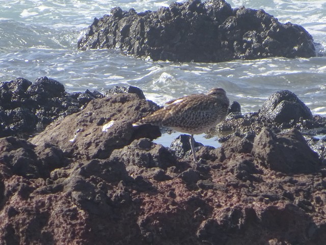 Fugl blandt steinene