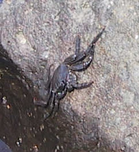 krabbe